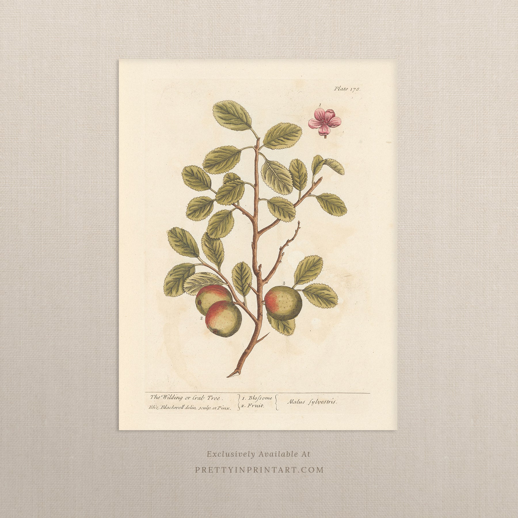 Vintage herb and flower illustration print, antique botanical artwork, elegant wall decor for home or study