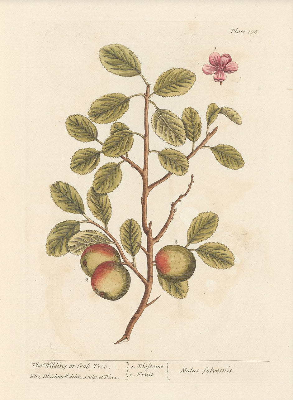 Antique Botanical Art 0058 - The Crab Apple Tree | Unframed