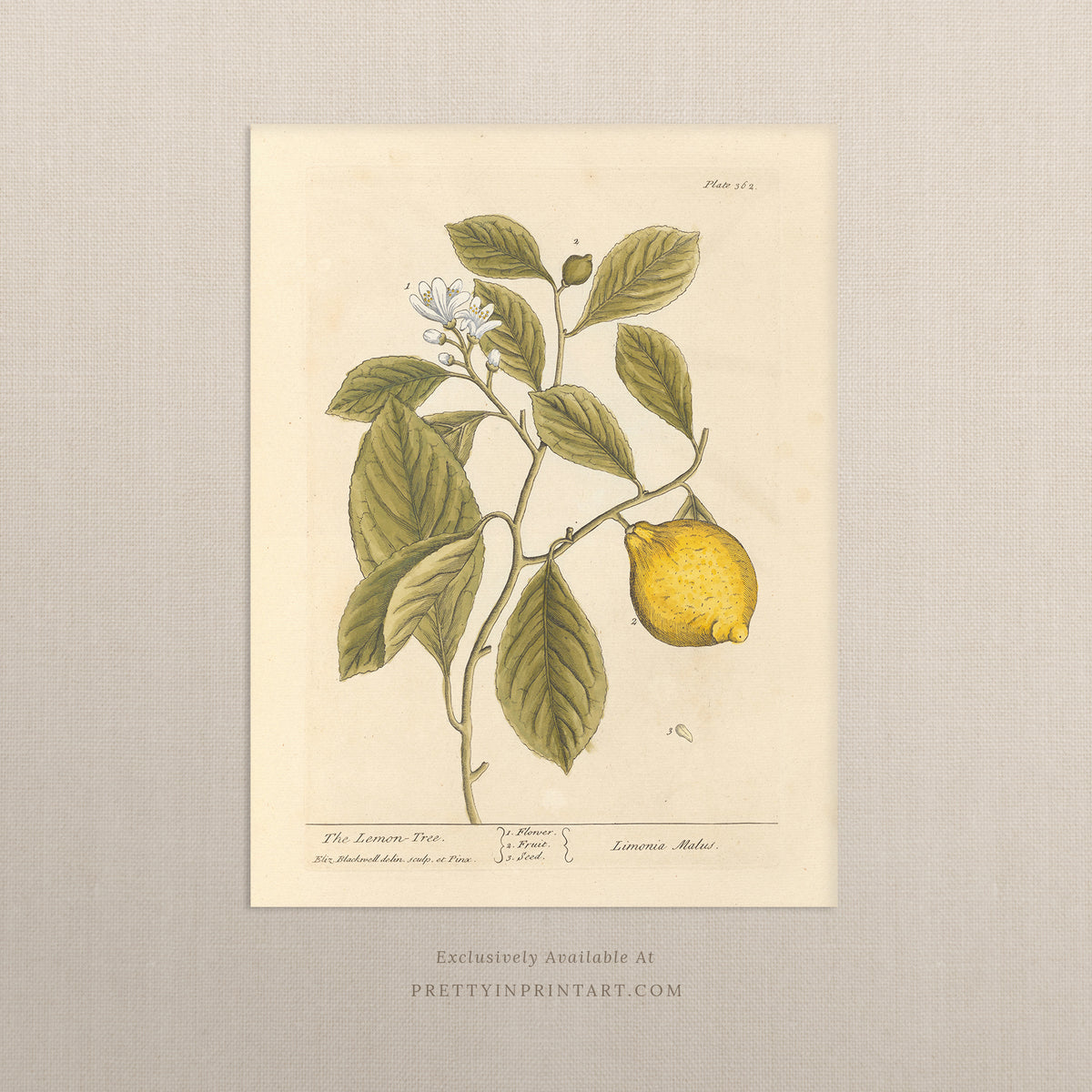 Lemon Tree Botanical Art Print – Vintage Antique Citrus Illustration ...