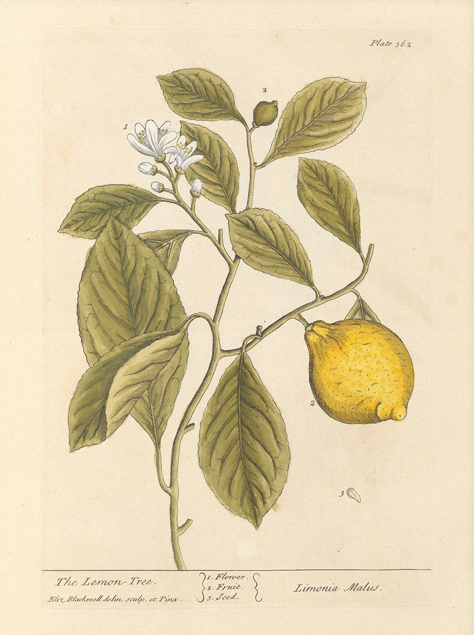 Antique Botanical Art 0058 - The Lemon Tree | Unframed