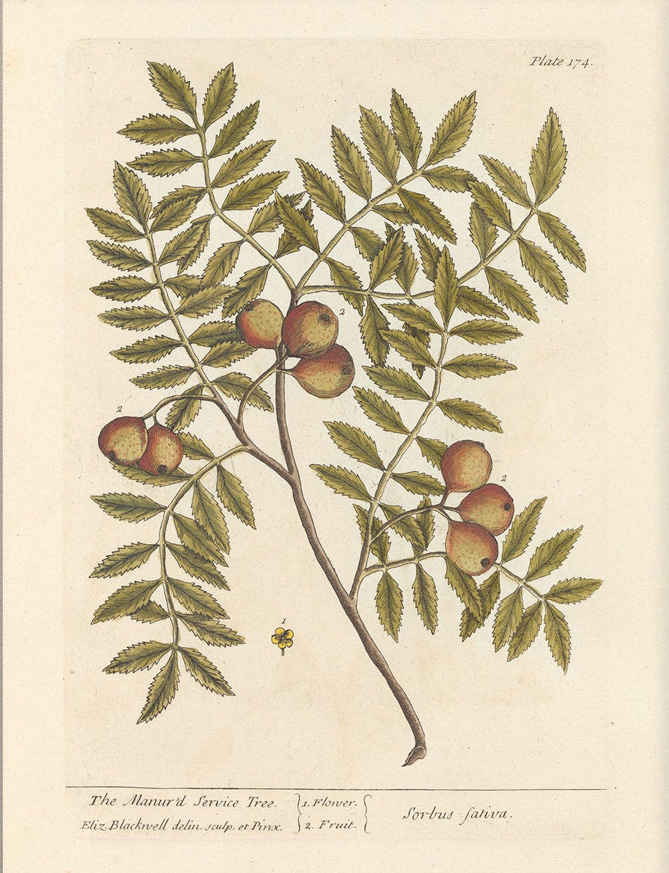 Antique Botanical Art 0058 - The Manured Tree | Unframed