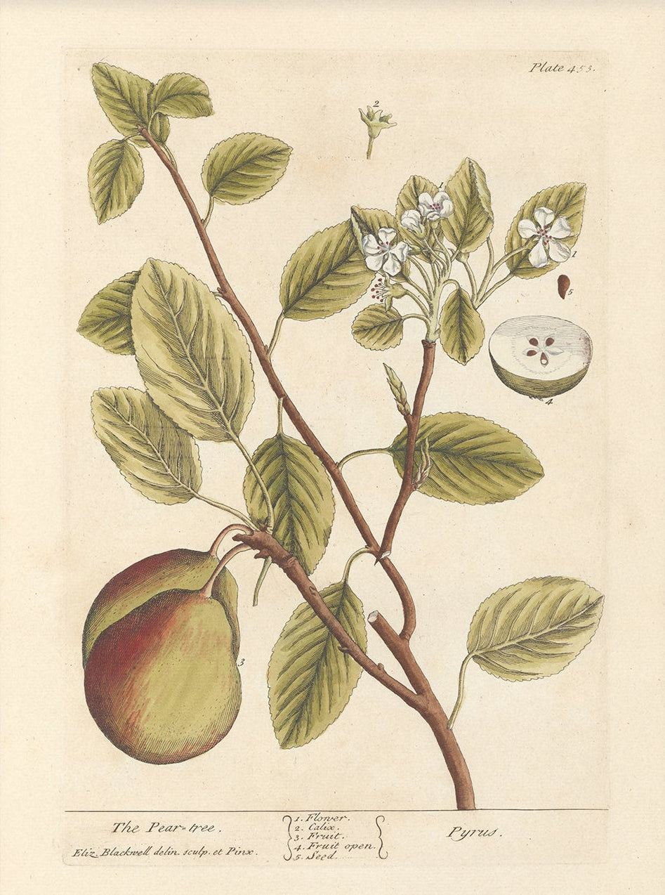 Antique Botanical Art 0058 - The Pear Tree | Unframed