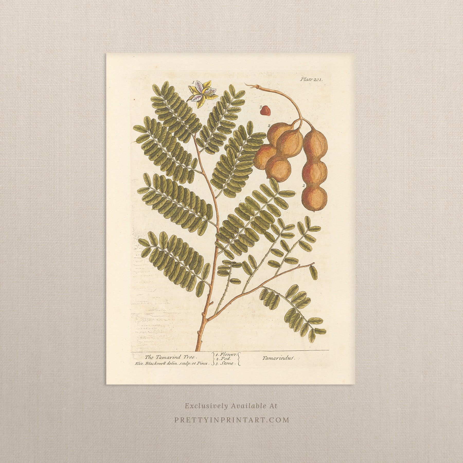 Vintage herb and flower illustration print, antique botanical artwork, elegant wall decor for home or study