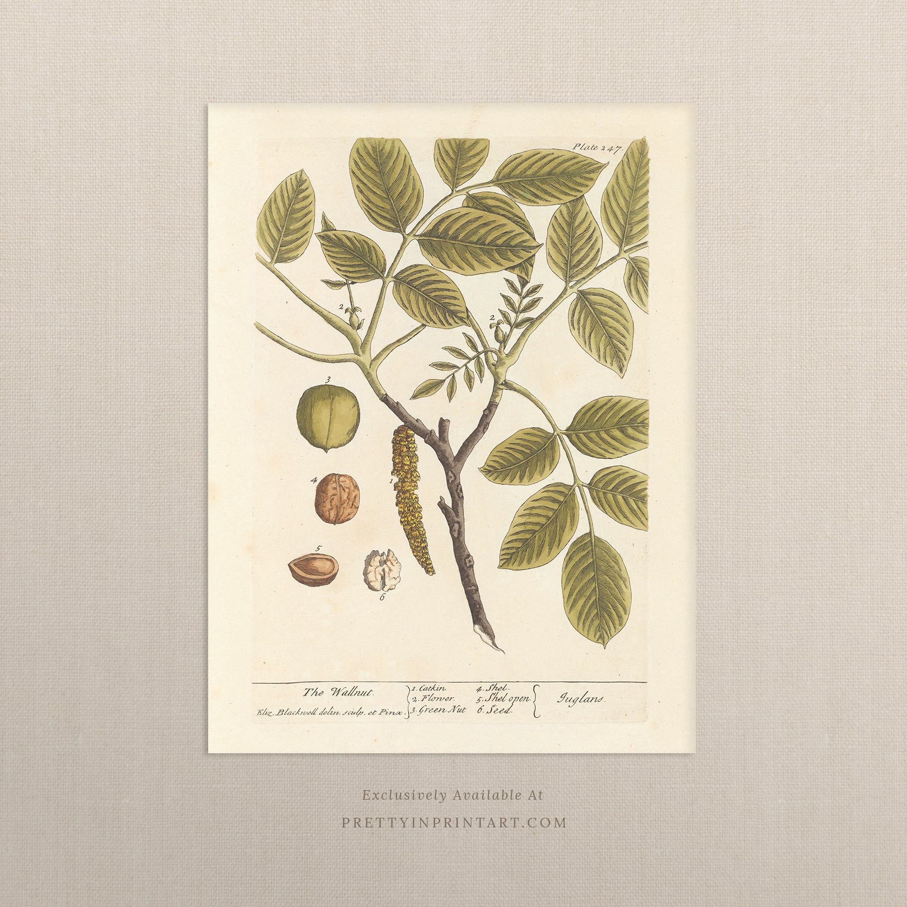 Vintage herb and flower illustration print, antique botanical artwork, elegant wall decor for home or study