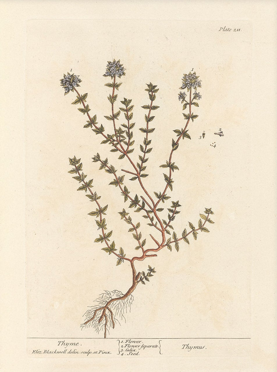 Antique Botanical Art 0058 - Thyme | Unframed