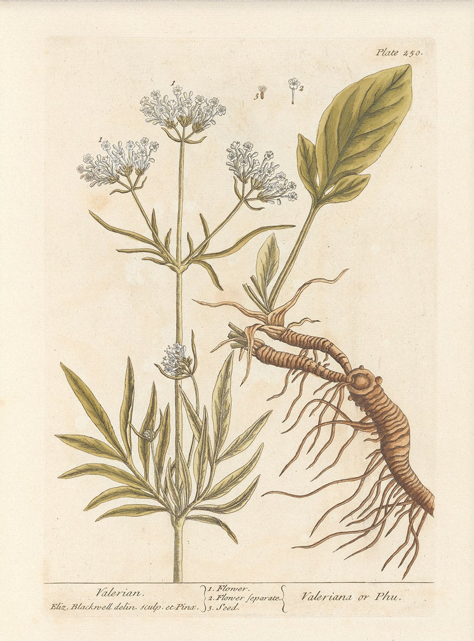 Antique Botanical Art 0058 - Valerian | Unframed