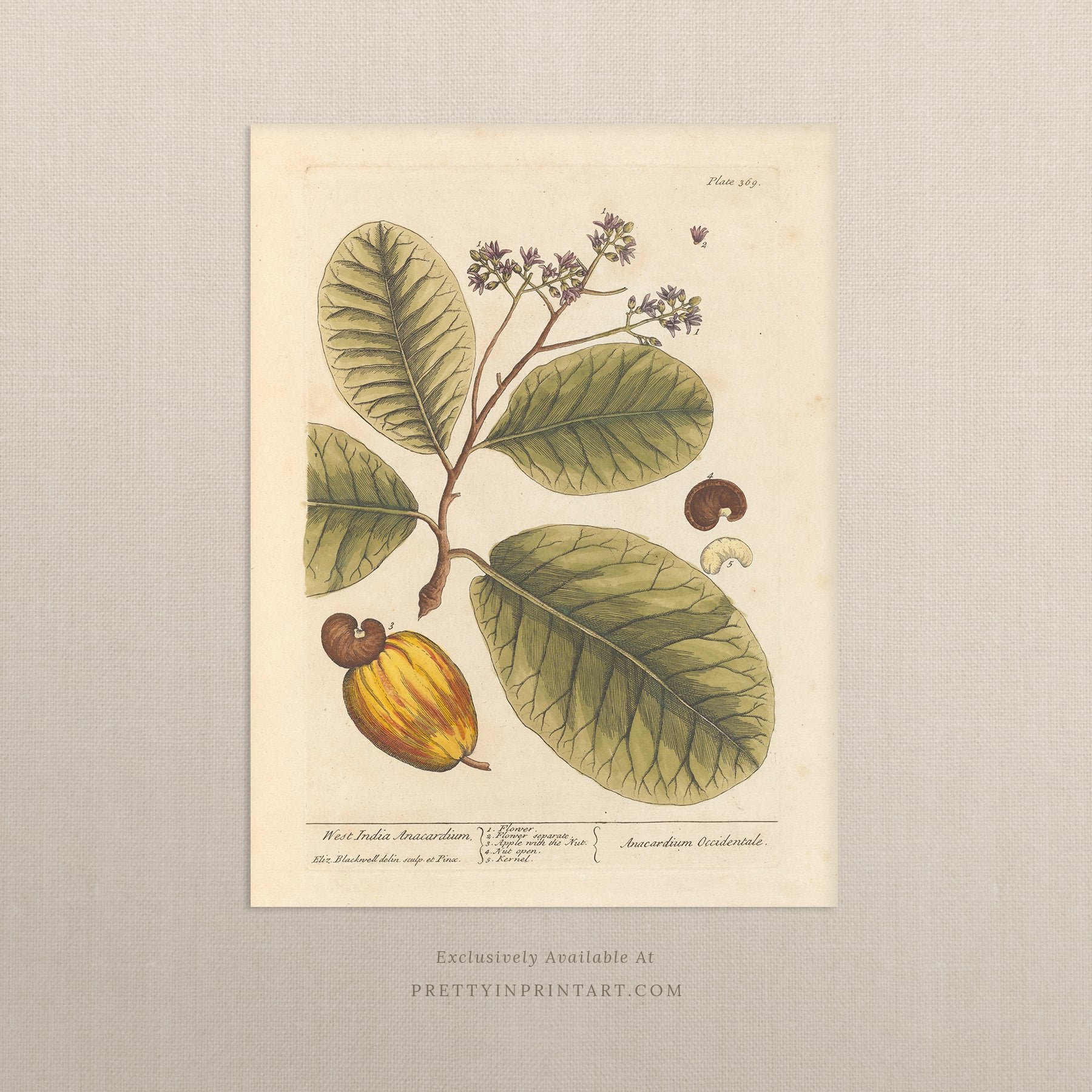 Vintage herb and flower illustration print, antique botanical artwork, elegant wall decor for home or study