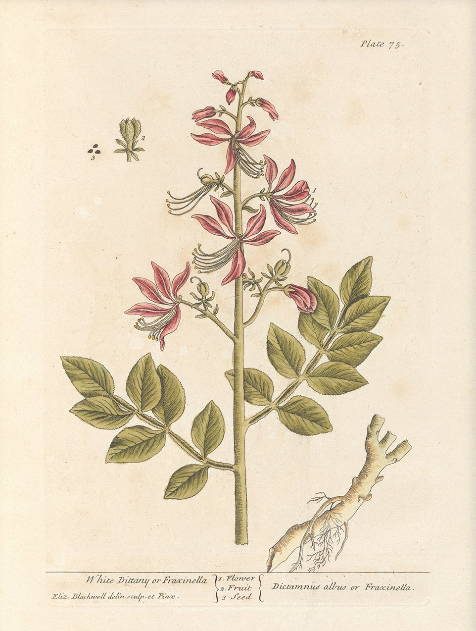 Antique Botanical Art 0058 - White Dittany | Unframed