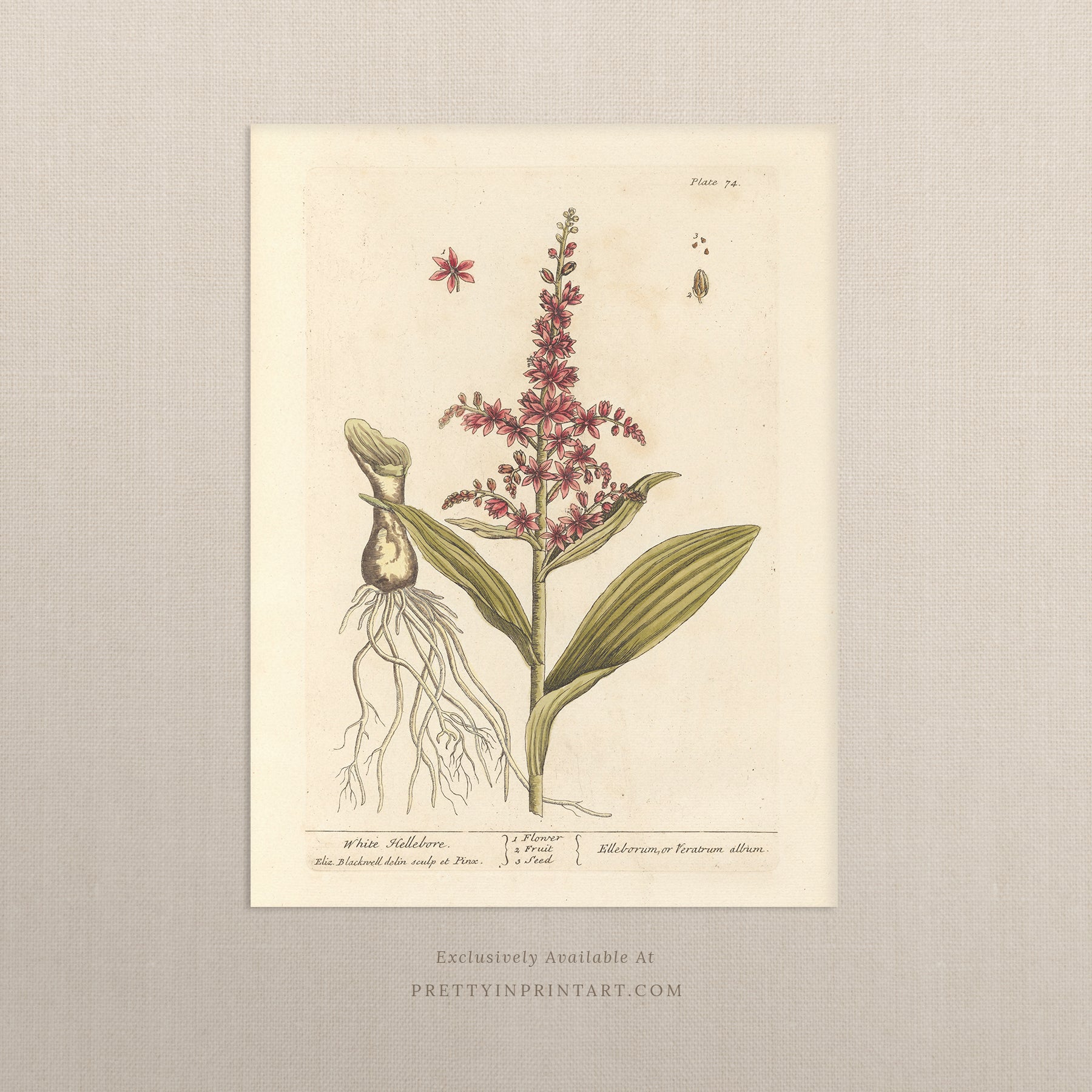 Vintage herb and flower illustration print, antique botanical artwork, elegant wall decor for home or study