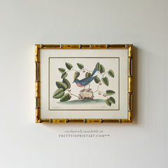 Vintage Bird Art Print 00916 in Gold Bamboo Frame