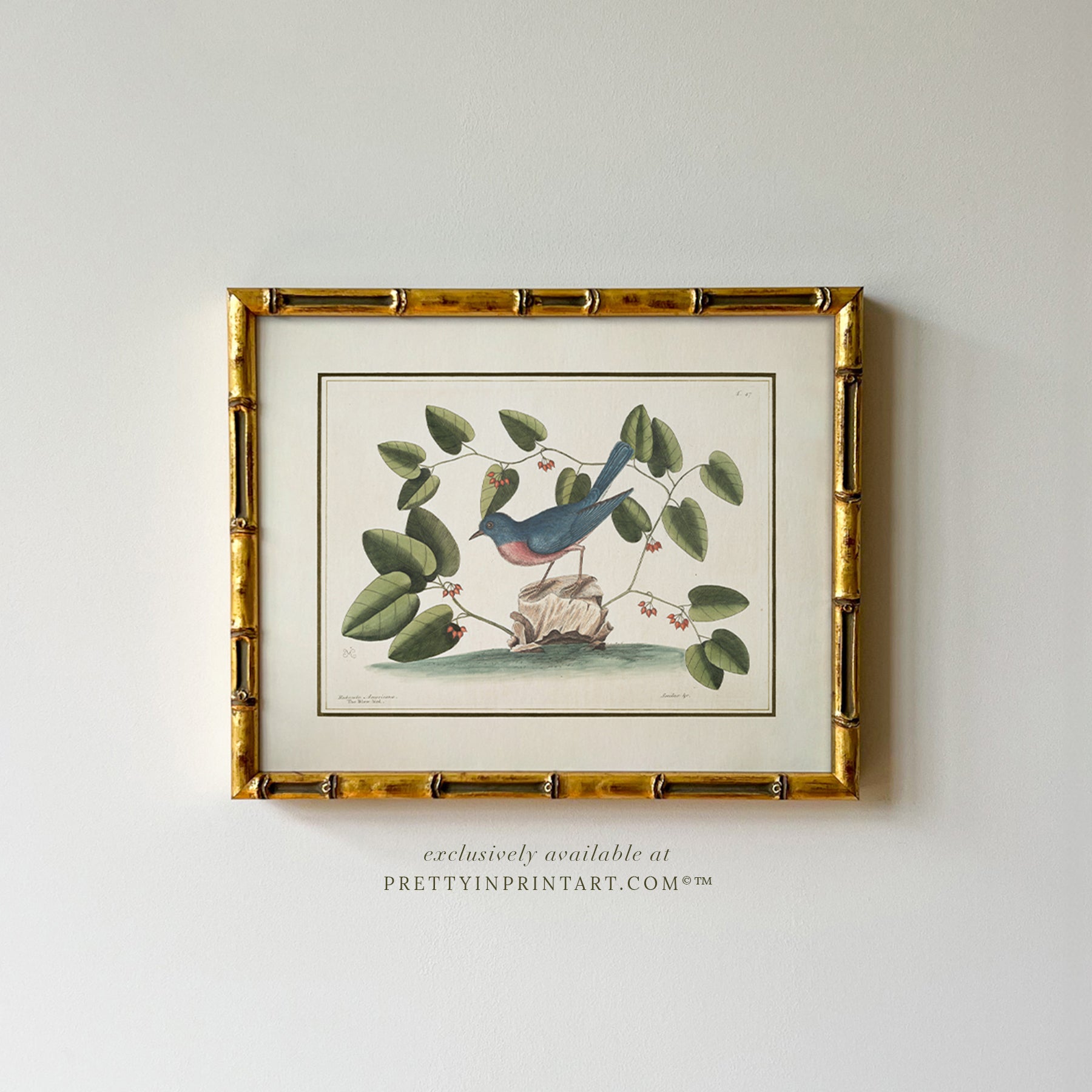 Set of Six Vintage Bird Art Print in Gold Bamboo Frame