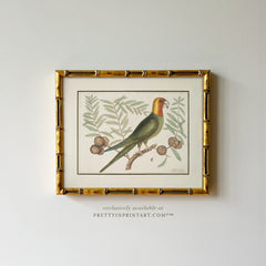 Vintage Bird Art Print 00917 in Gold Bamboo Frame