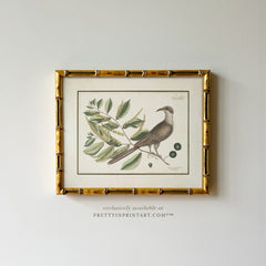 Vintage Bird Art Print 00918 in Gold Bamboo Frame