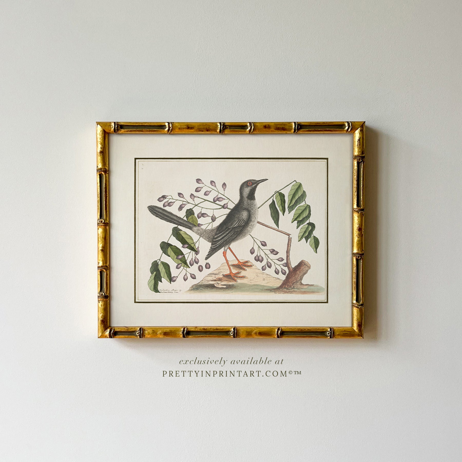 Set of Six Vintage Bird Art Print in Gold Bamboo Frame
