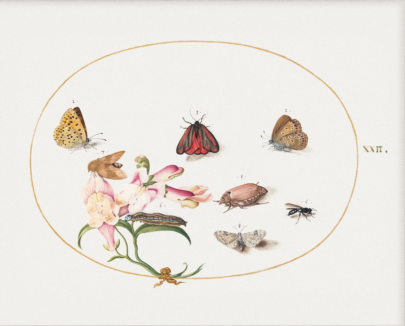 Butterfly & Moth Vintage Art 005 | Unframed