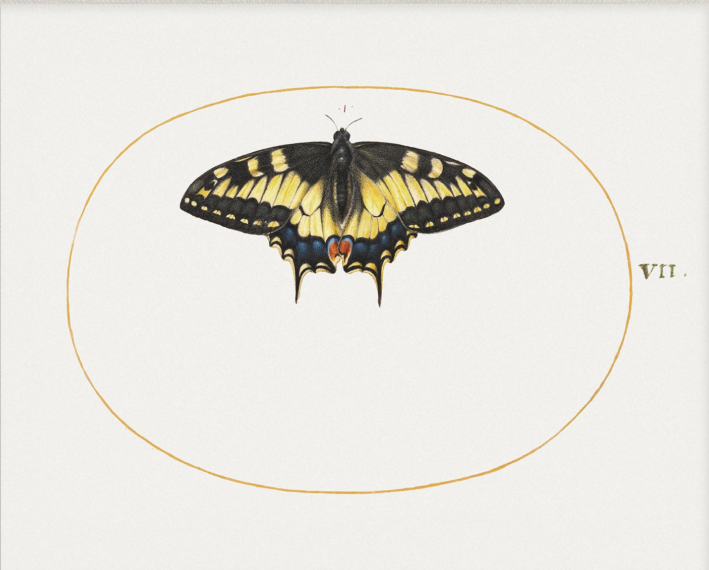 Butterfly Vintage Art 003 | Unframed