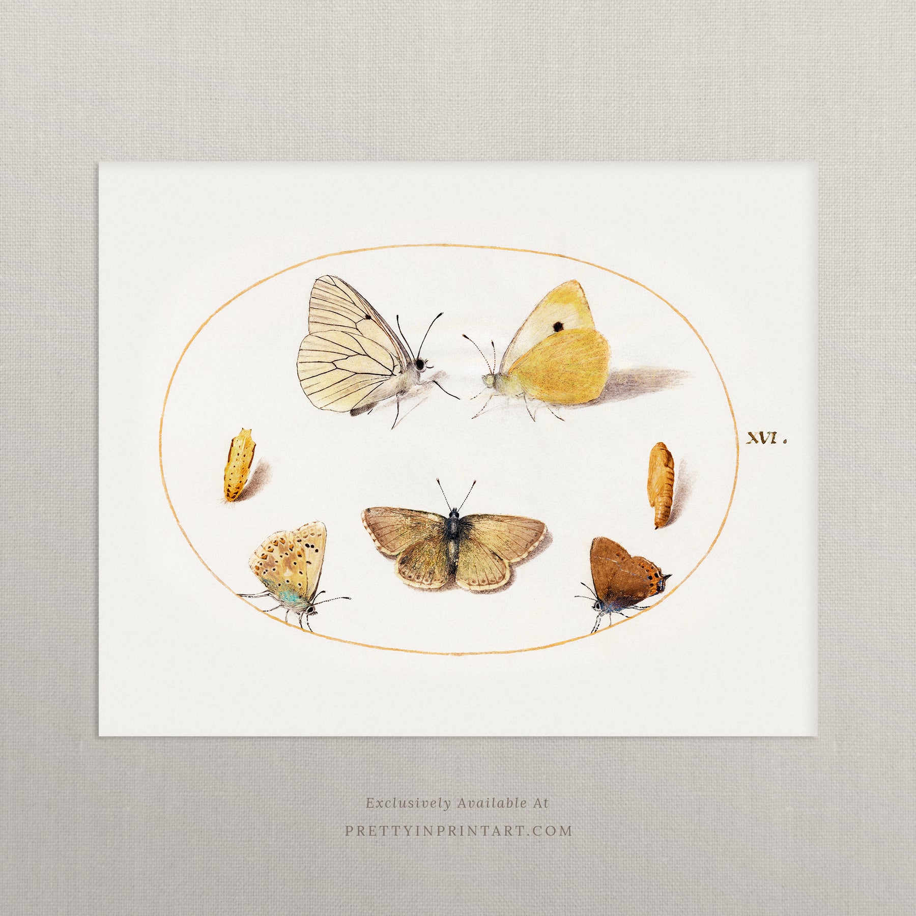 vintage-style nursery art prints featuring bugs, butterflies, beetles, and mini beasts in classic gold and wood frames for children's room decor.