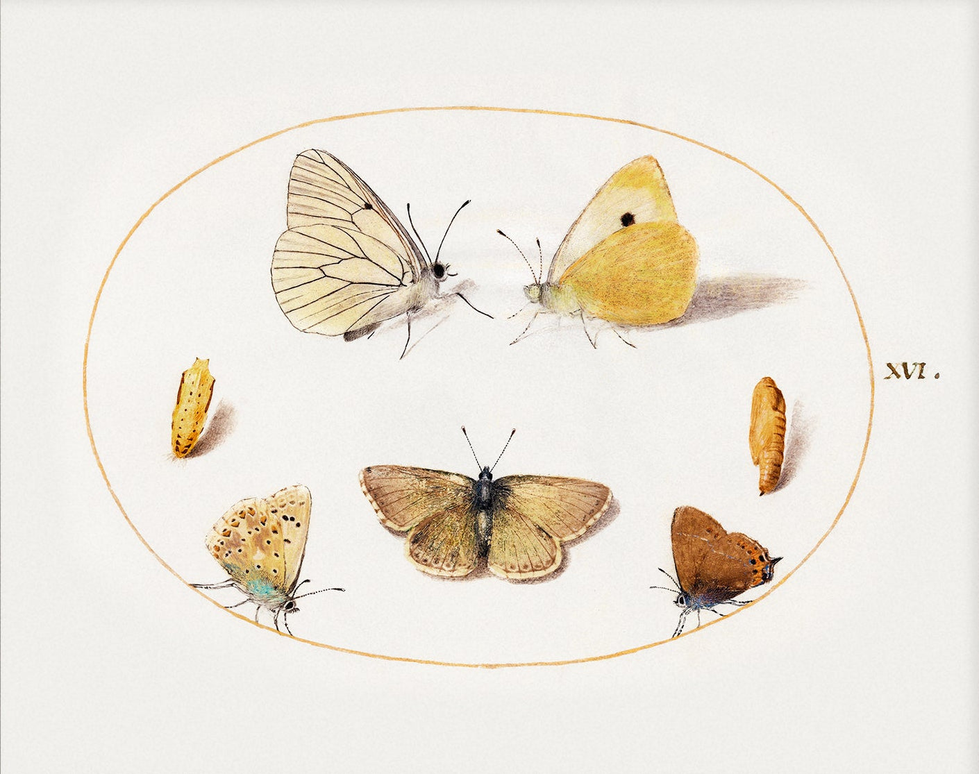 Butterfly Vintage Art 002 | Unframed