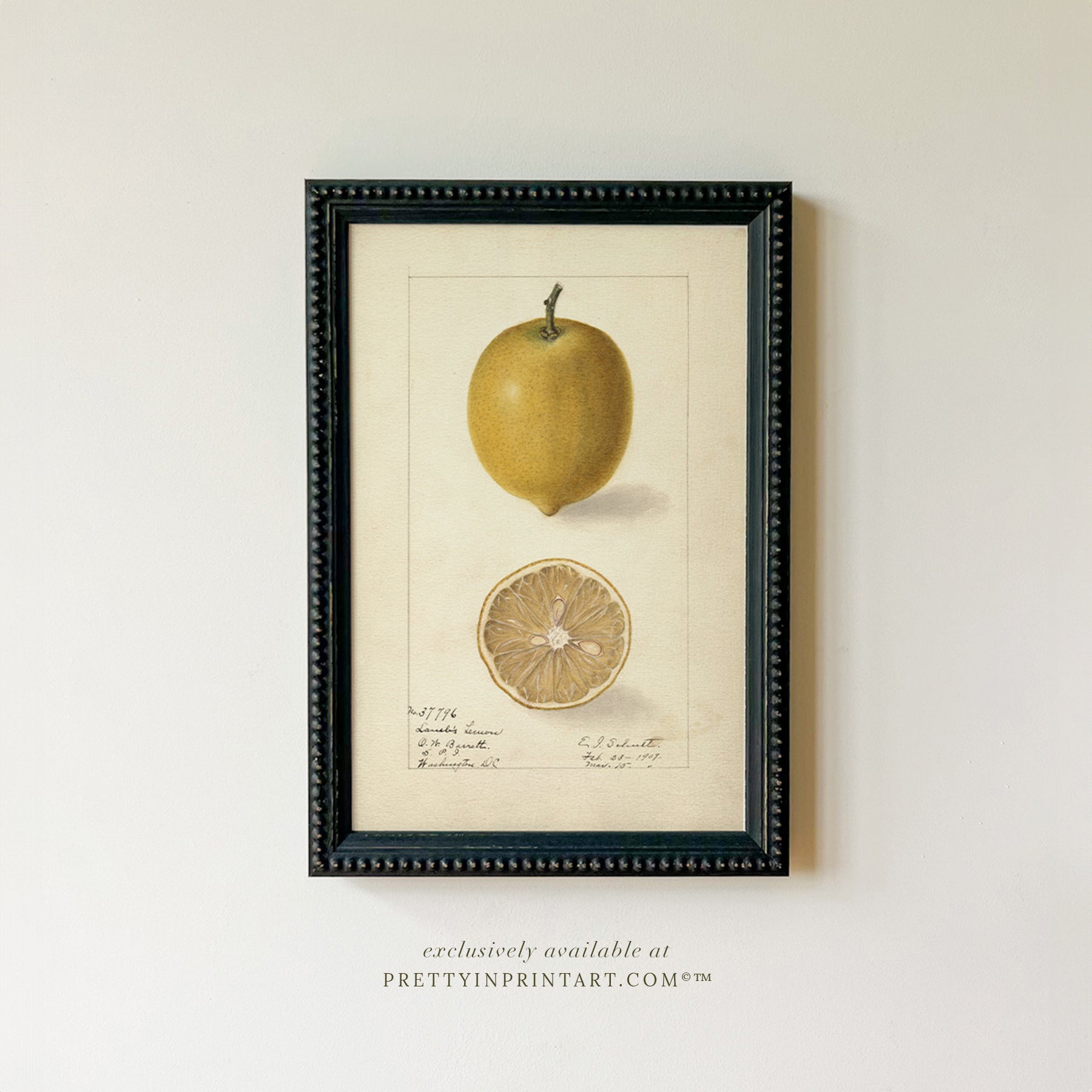 Black bobbin frame with vintage fruit botanical still life art for cottagecore, farmhouse, and traditional interiors