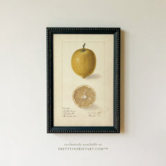 Framed Vintage Fruit Art | Citrus 007