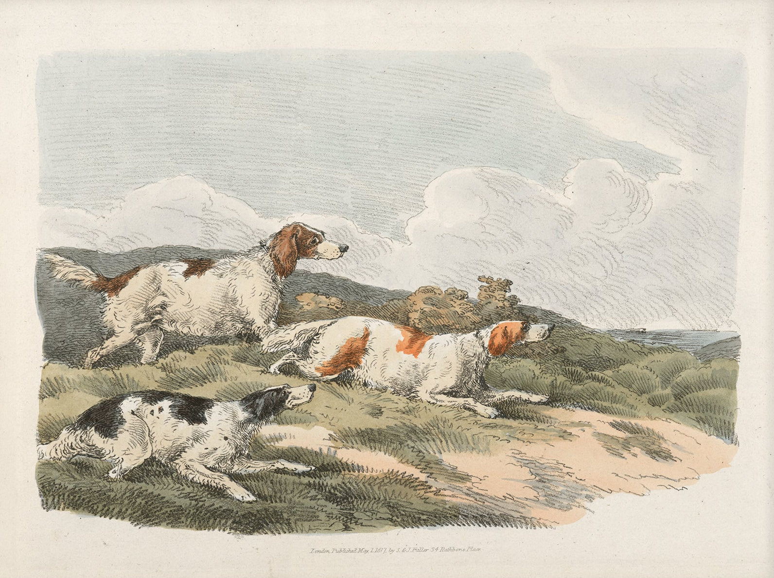 Vintage Hunting Dog Art Print 004 | Unframed