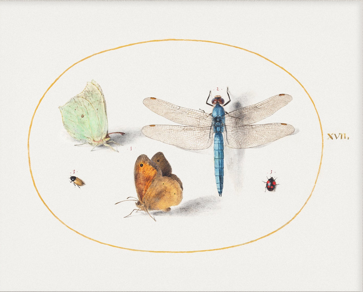 Dragonfly & Bugs Vintage Art 009 | Unframed