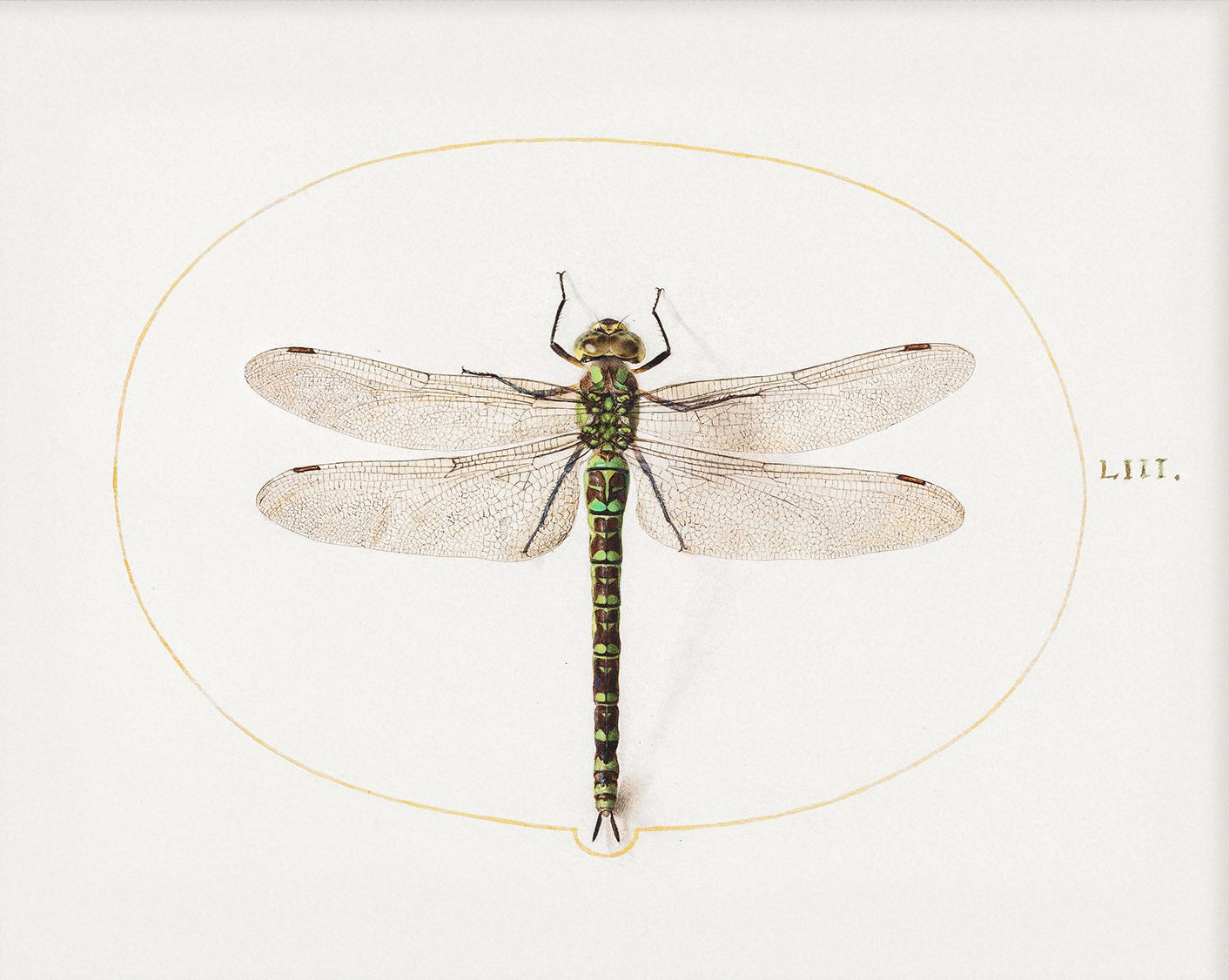 Dragonfly Vintage Art 008 | Unframed