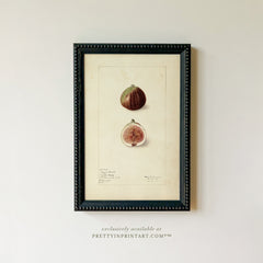 Vintage Fig Fruit Art Print – Framed in Black Bobbin-Style Frame, Antique Botanical Still Life Wall Art (001)