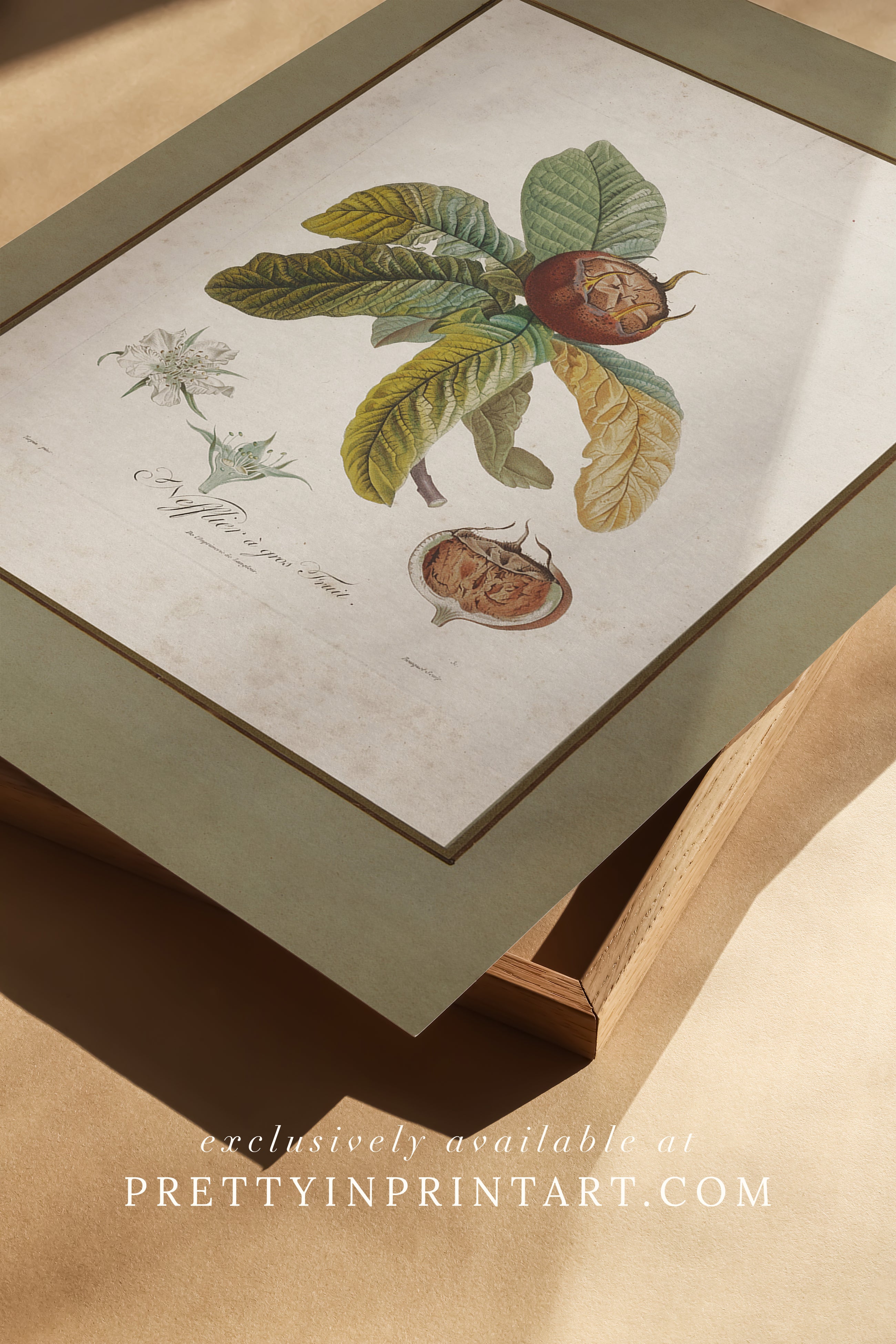 Vintage Botanical Print; Medlar Fruit |  Unframed
