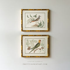 Set of Two Vintage Bird Art Print in Gold Bamboo Frame