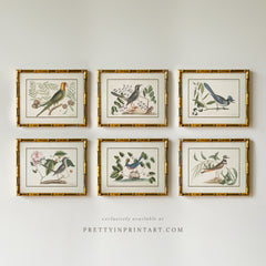 Set of Six Vintage Bird Art Print in Gold Bamboo Frame