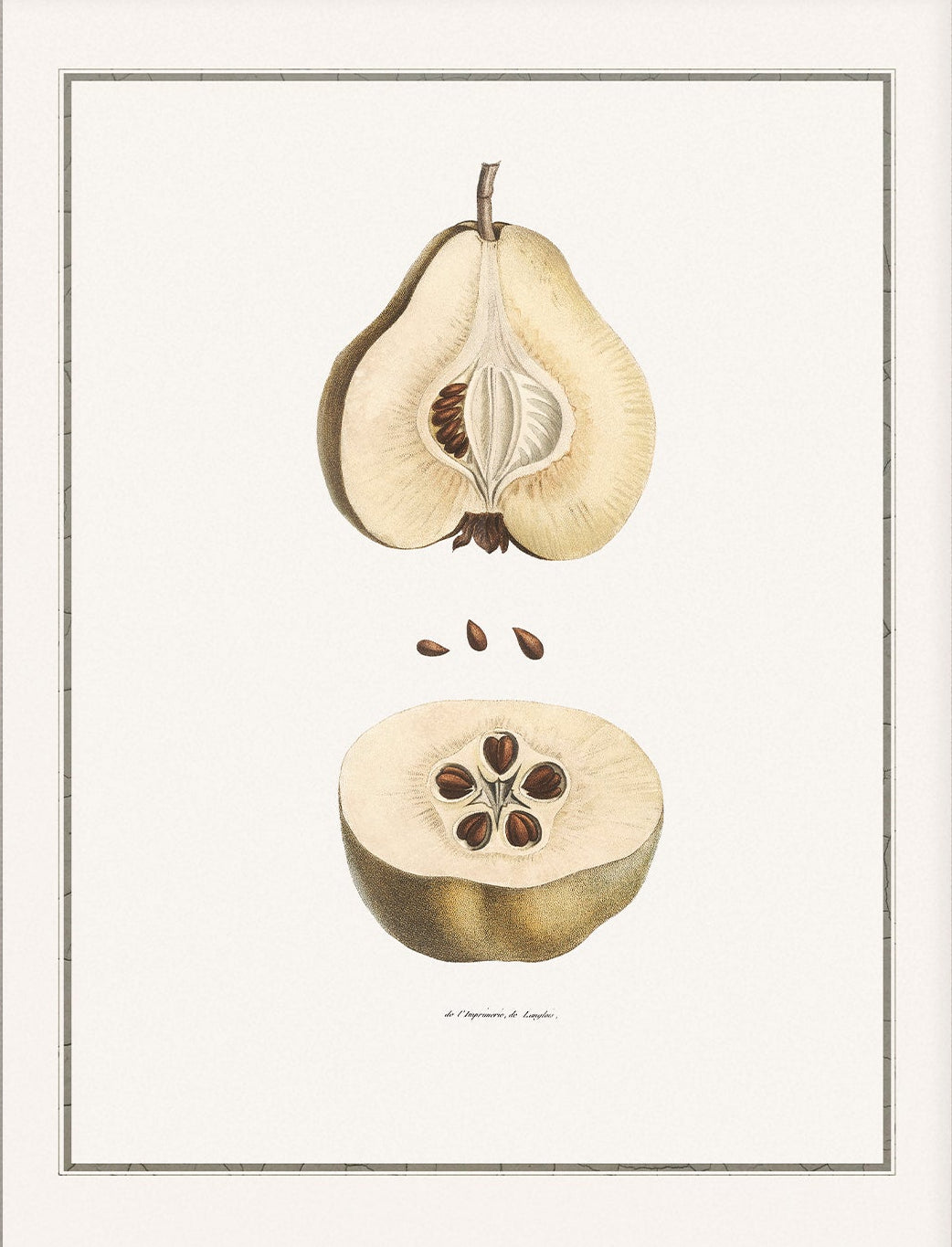 Pear, Still Life Art 00730 | Unframed