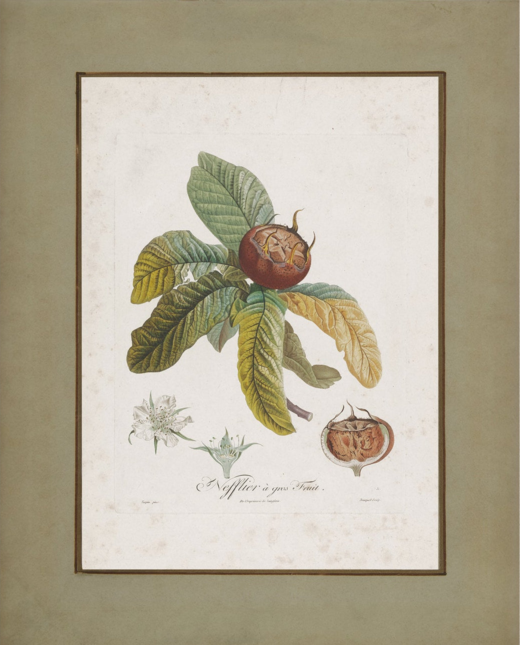 Vintage Botanical Print; Medlar Fruit | Unframed