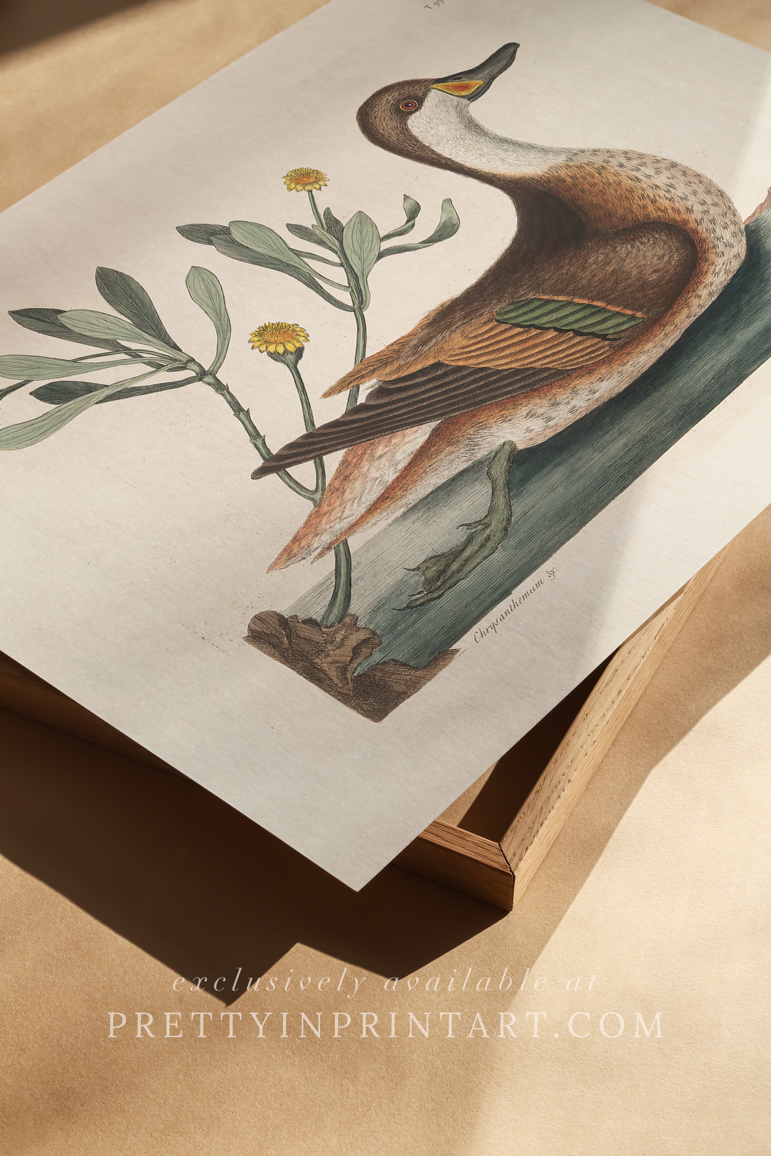 Vintage Duck Art Print 003482 | Unframed