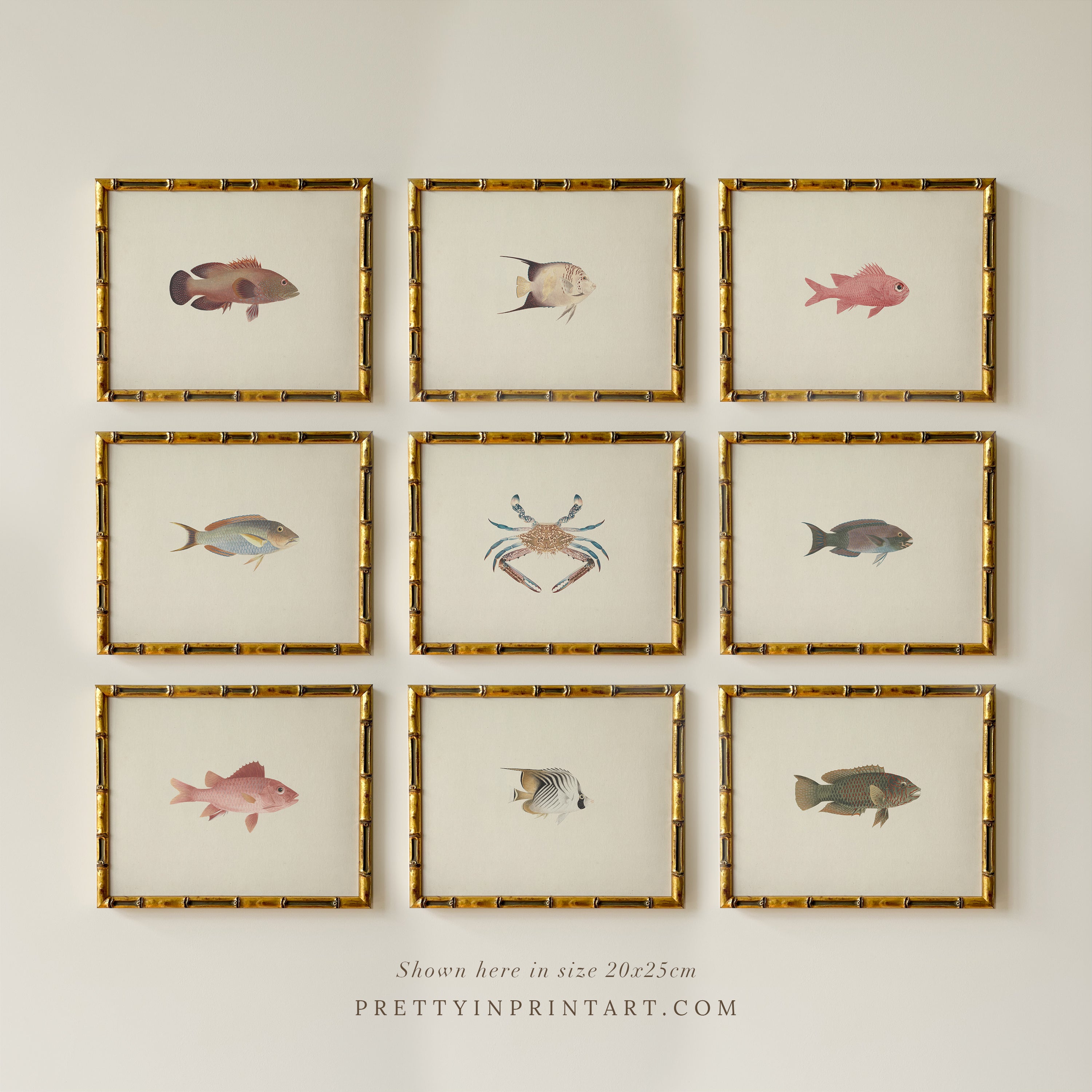 Set of 9 Vintage Fish Art Print (0070) in Gold Bamboo Frame (0178)