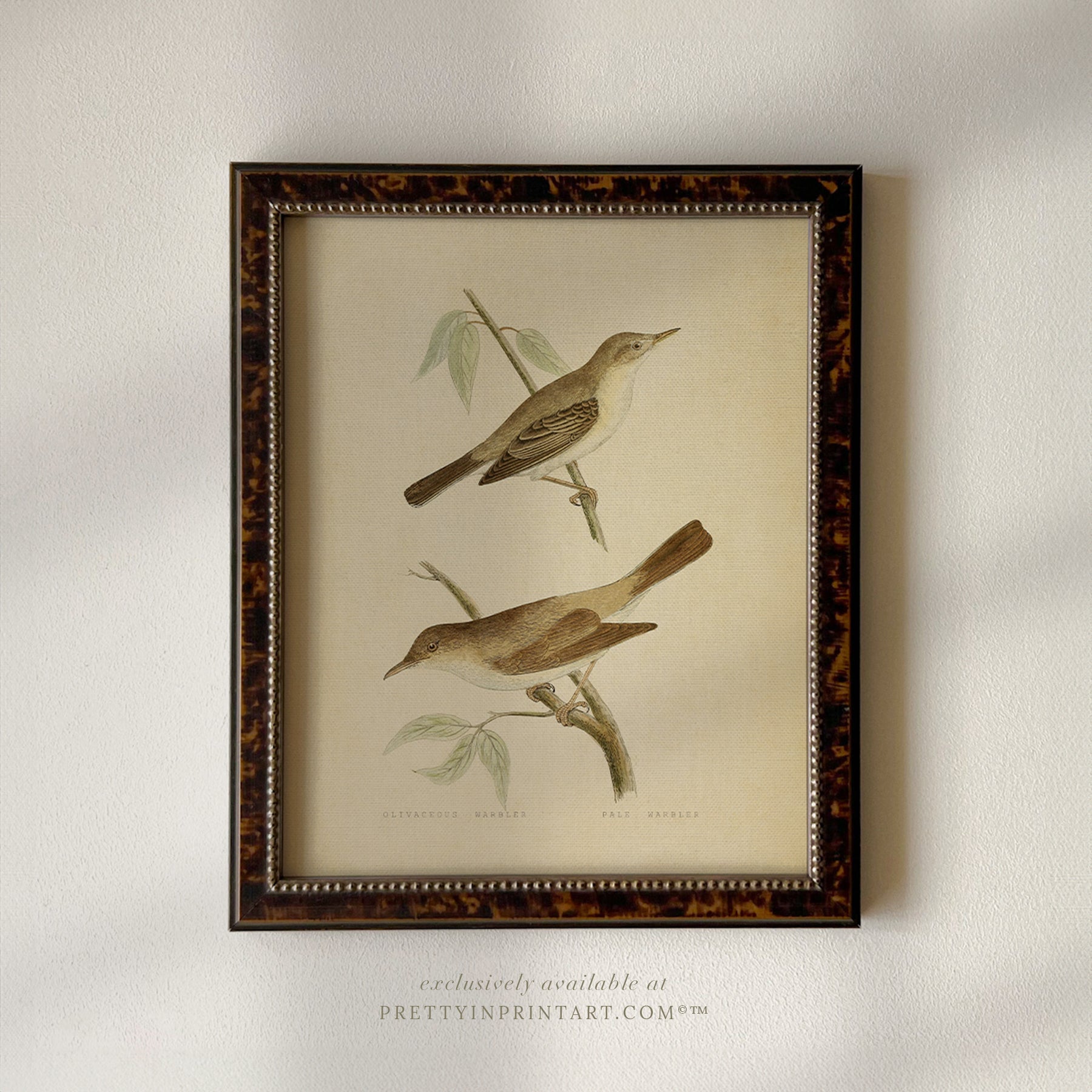 Vintage Bird Print for Classic Interiors 001 | Unframed Perfect for framing your own way, these unframed vintage bird illustrations offer a refined touch of natural history. Printed with rich detail and subtle colour, these prints suit any space, from mod