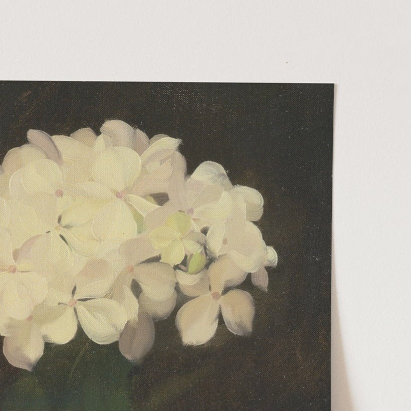 White Hydrangea Flower, 00847 |  Unframed