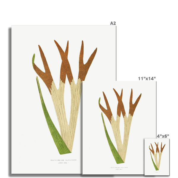 Fern, Botanical Art 00597 |  Unframed