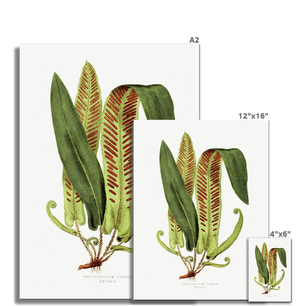 Fern, Botanical Art 00598 Unframed Pretty in Print Art Ltd