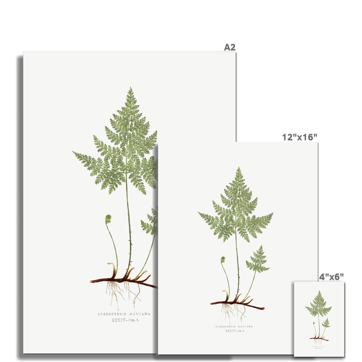 Fern, Botanical Art 00588 | Unframed