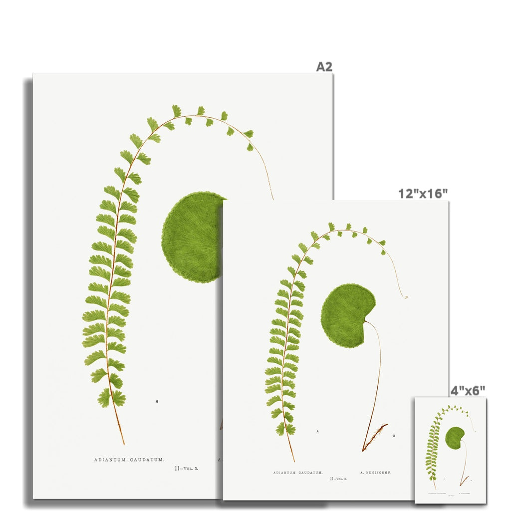 Fern, Botanical Art 00589 Unframed Pretty in Print Art Ltd
