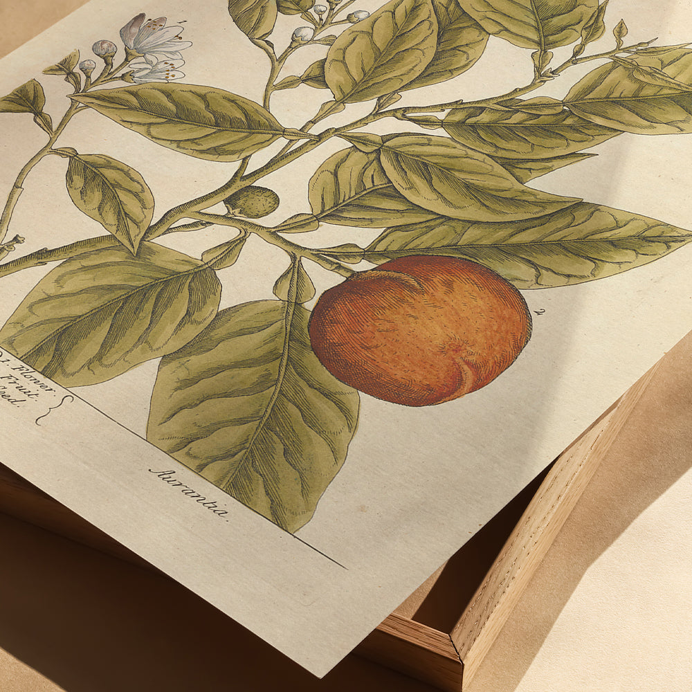 Antique Botanical Art 0058