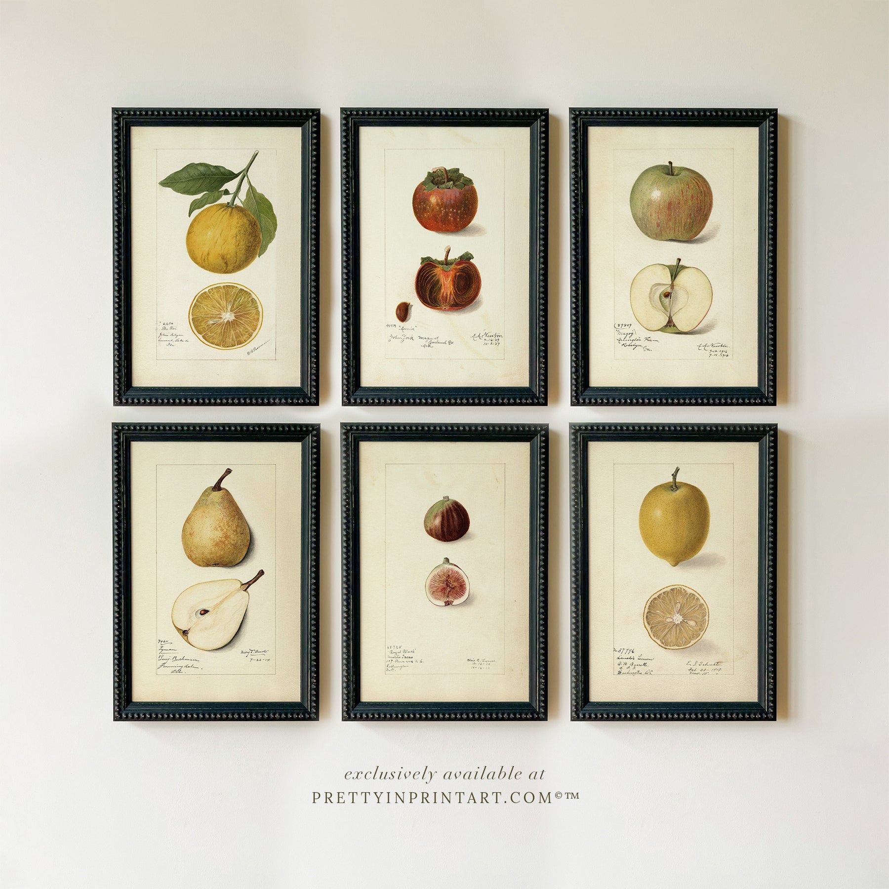 Classic Botanical Fruit Prints for Timeless Walls