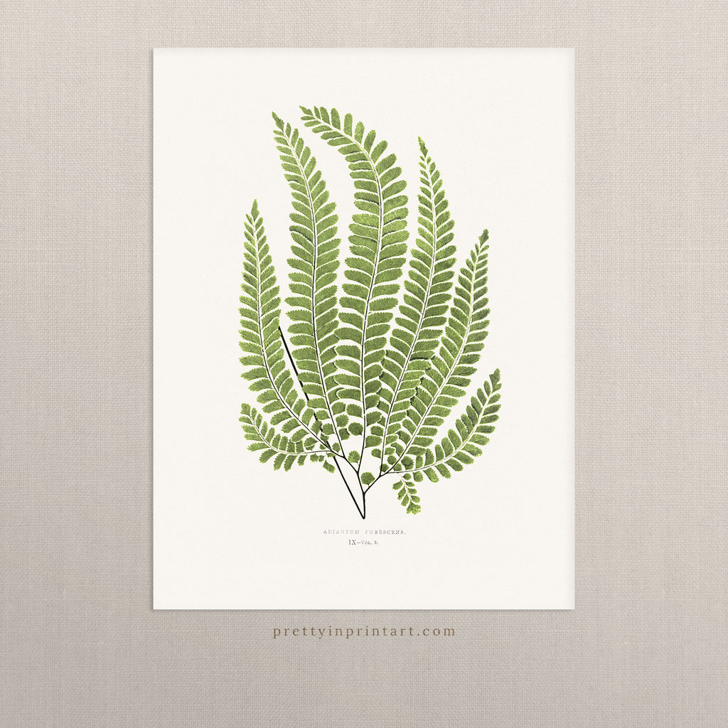 Fern, Botanical Art 00586 |  Unframed