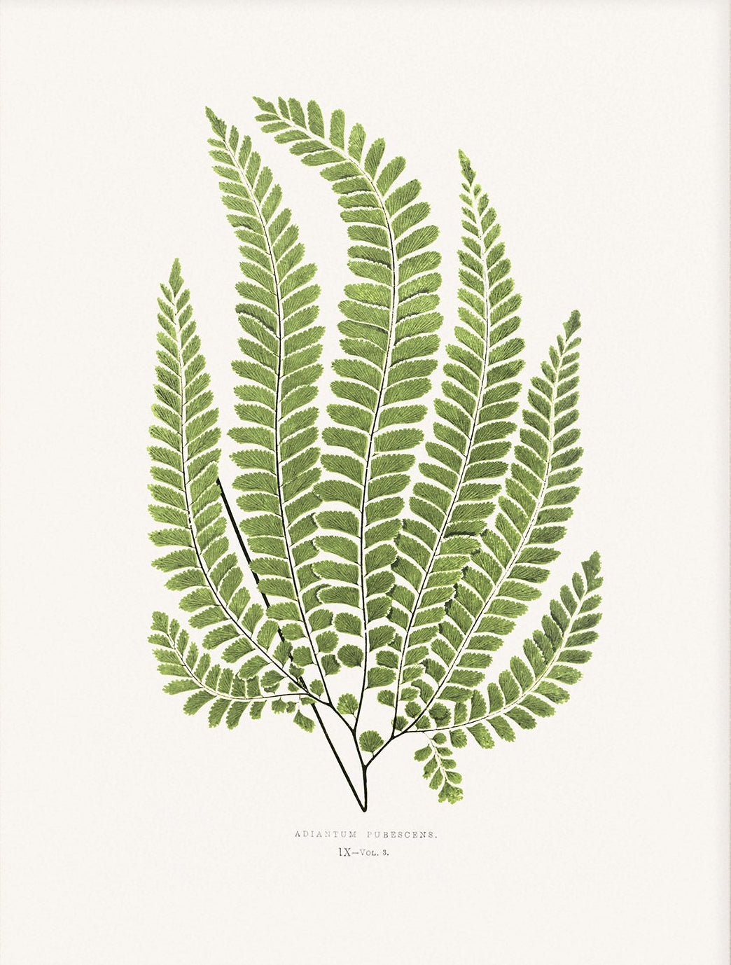 Fern, Botanical Art 00586 |  Unframed