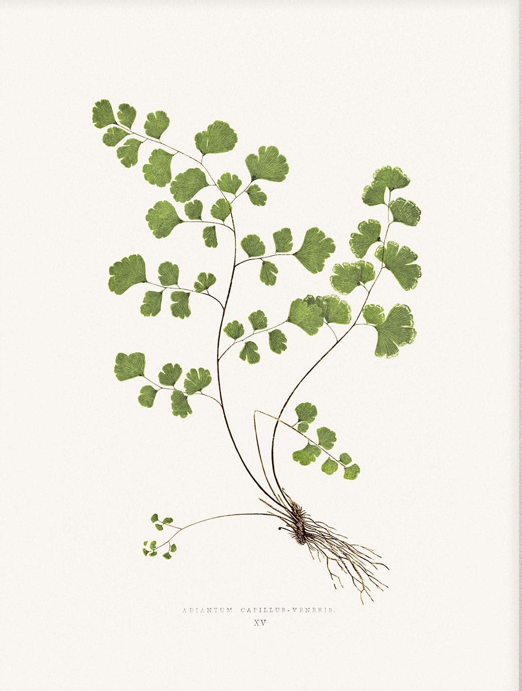Fern, Botanical Art 00587 |  Unframed