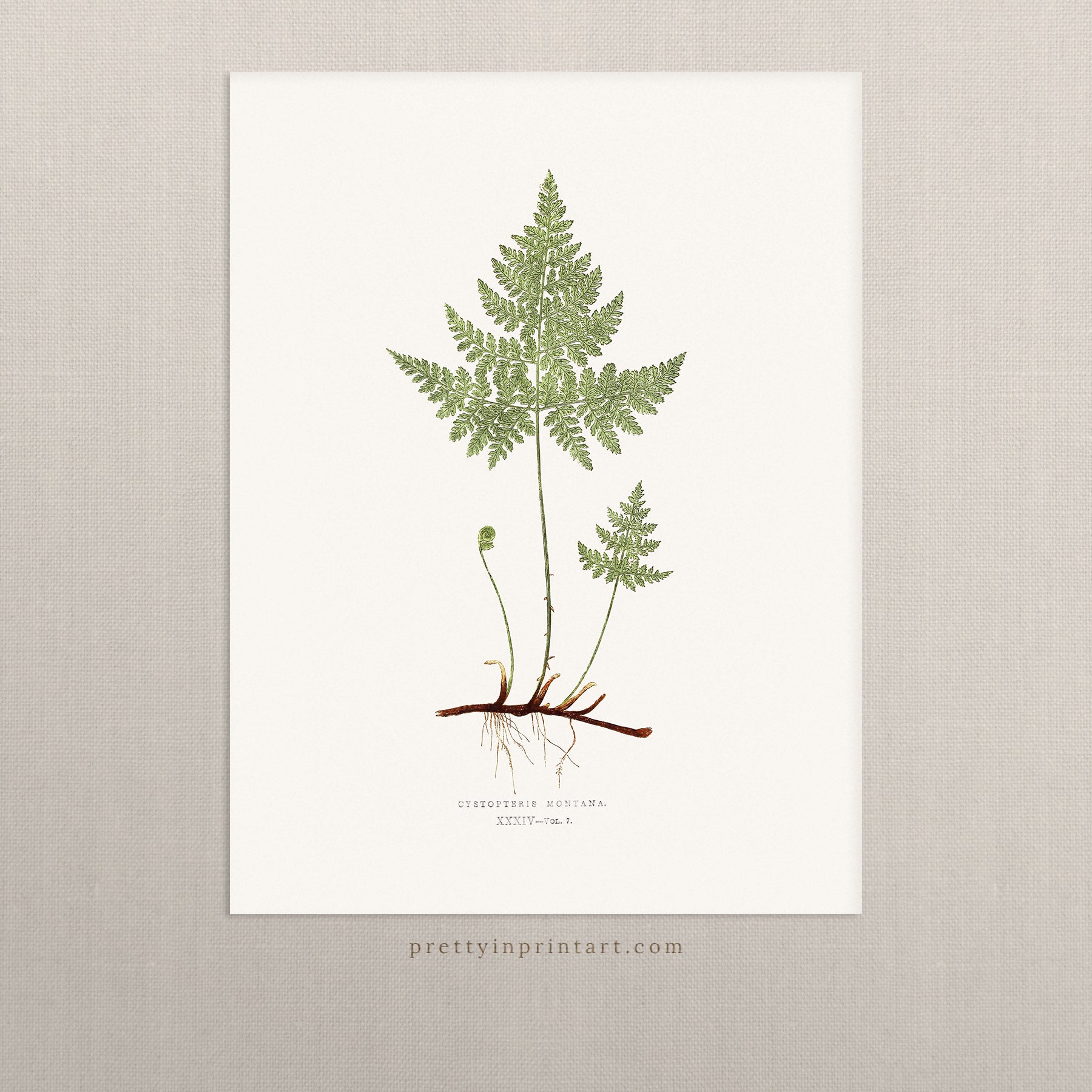 Fern, Botanical Art 00588 |  Unframed