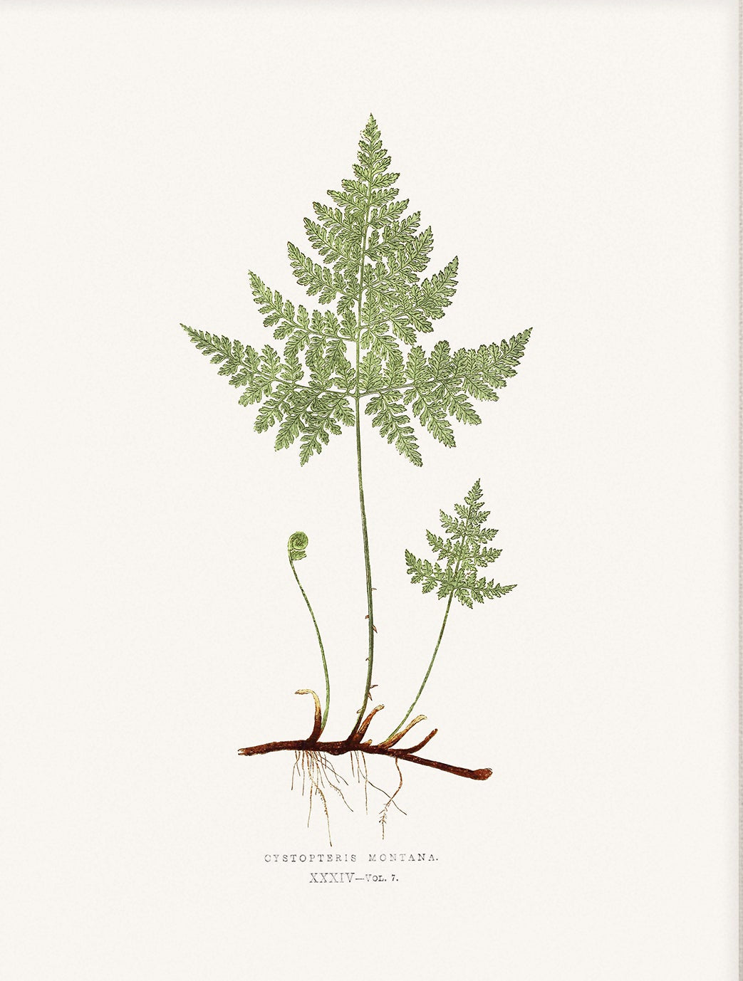 Fern, Botanical Art 00588 |  Unframed