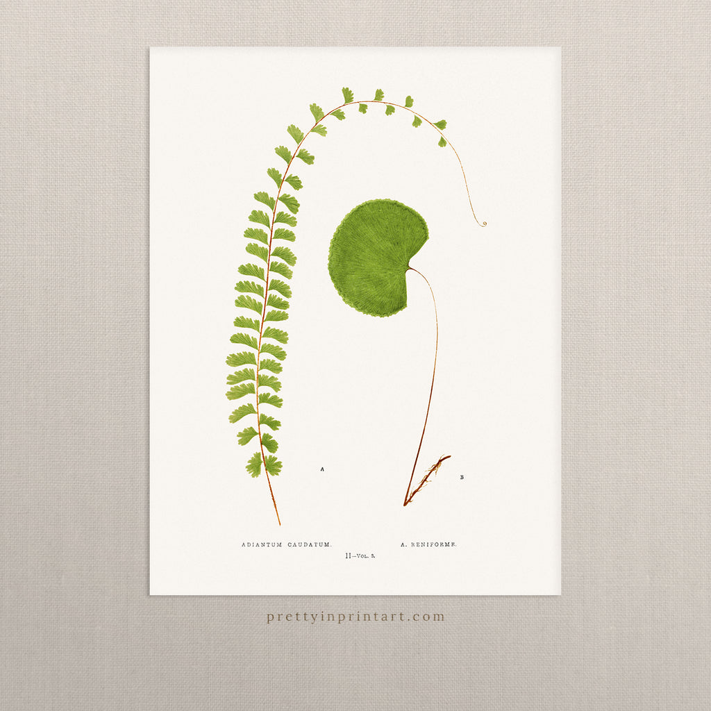 Fern, Botanical Art 00589 |  Unframed
