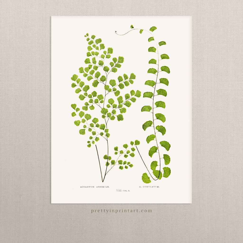 Fern, Botanical Art 00591 |  Unframed